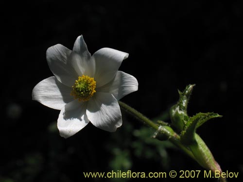 Image of Anemone moorei (). Click to enlarge parts of image.