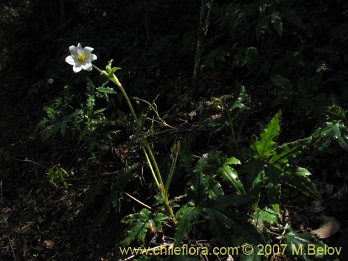 Image of Anemone moorei (). Click to enlarge parts of image.