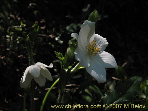 Imágen de Anemone moorei (). Haga un clic para aumentar parte de imágen.