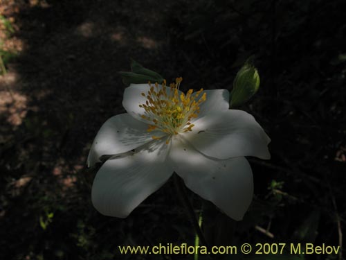 Imágen de Anemone moorei (). Haga un clic para aumentar parte de imágen.