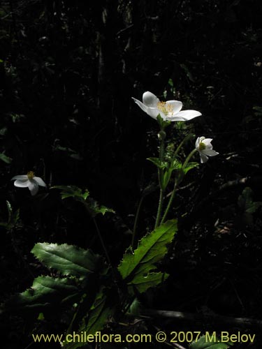 Image of Anemone moorei (). Click to enlarge parts of image.