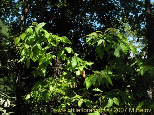 Nothofagus alpina의 사진