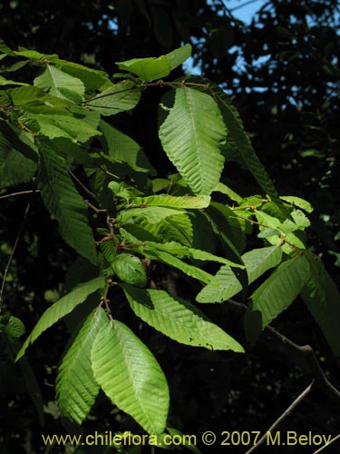 Imágen de Nothofagus alpina (Raulí / Roblí). Haga un clic para aumentar parte de imágen.