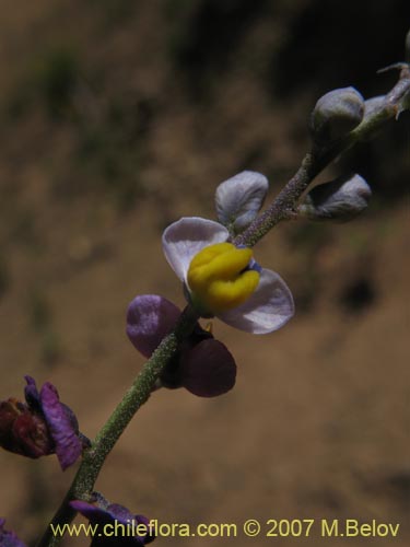 Pteromonnina sp. #0984の写真