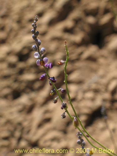 Imágen de Pteromonnina sp. #0984 (). Haga un clic para aumentar parte de imágen.