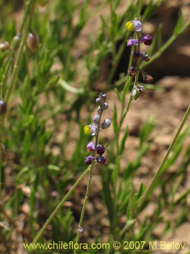 Bild von Pteromonnina sp. #0984 (). Klicken Sie, um den Ausschnitt zu vergrössern.