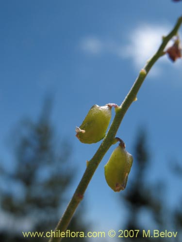 Bild von Pteromonnina sp. #0984 (). Klicken Sie, um den Ausschnitt zu vergrössern.