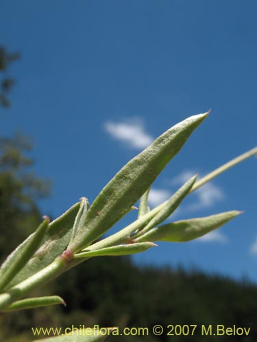 Image of Pteromonnina sp. #0984 (). Click to enlarge parts of image.