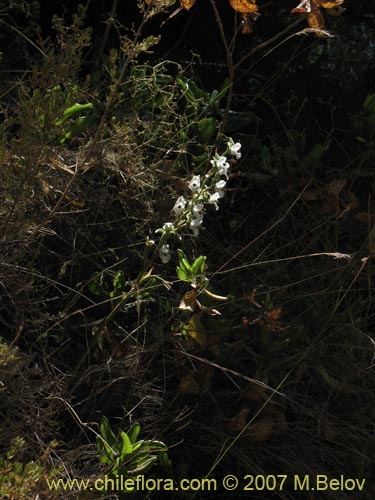 Chloraea galeataの写真