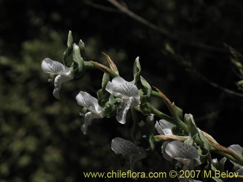 Chloraea galeataの写真