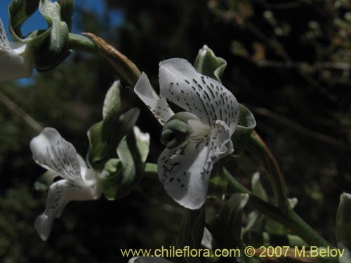 Bild von Chloraea galeata (). Klicken Sie, um den Ausschnitt zu vergrössern.