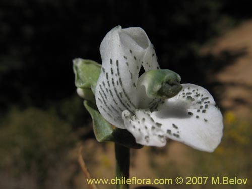 Chloraea galeataの写真