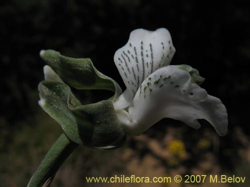 Bild von Chloraea galeata (). Klicken Sie, um den Ausschnitt zu vergrössern.