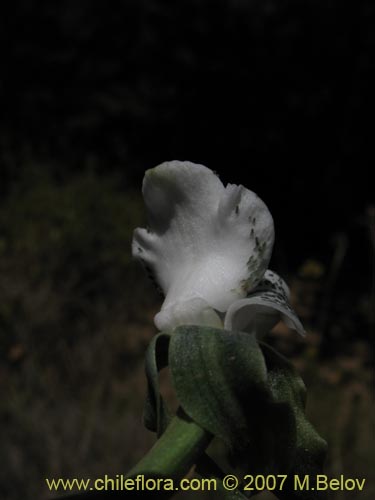 Bild von Chloraea galeata (). Klicken Sie, um den Ausschnitt zu vergrössern.