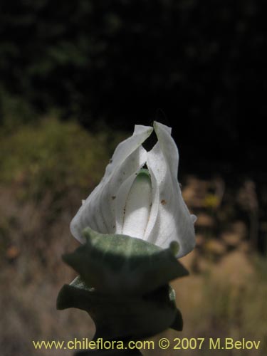 Chloraea galeataの写真