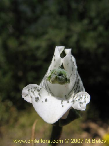 Bild von Chloraea galeata (). Klicken Sie, um den Ausschnitt zu vergrössern.