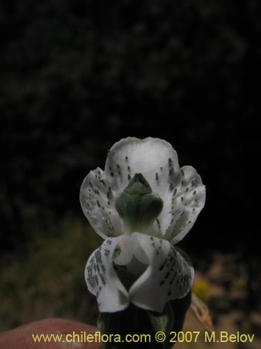 Chloraea galeataの写真