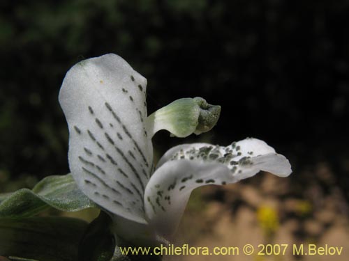 Chloraea galeataの写真