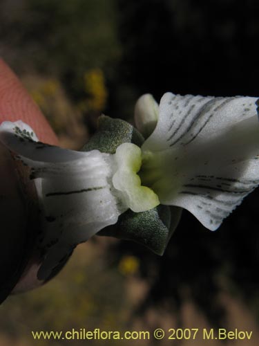 Bild von Chloraea galeata (). Klicken Sie, um den Ausschnitt zu vergrössern.