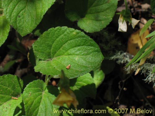 Image of Viola maculata (Violeta amarilla). Click to enlarge parts of image.