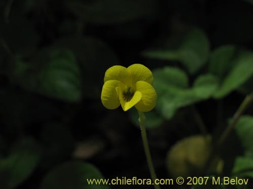 Image of Viola maculata (Violeta amarilla). Click to enlarge parts of image.