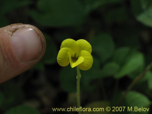 Фотография Viola maculata (Violeta amarilla). Щелкните, чтобы увеличить вырез.