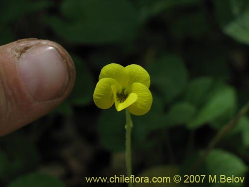 Image of Viola maculata (Violeta amarilla). Click to enlarge parts of image.