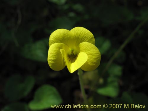 Image of Viola maculata (Violeta amarilla). Click to enlarge parts of image.