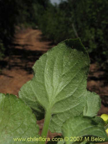 Image of Viola maculata (Violeta amarilla). Click to enlarge parts of image.