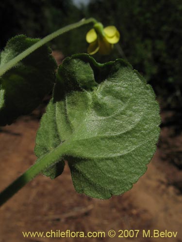 Image of Viola maculata (Violeta amarilla). Click to enlarge parts of image.