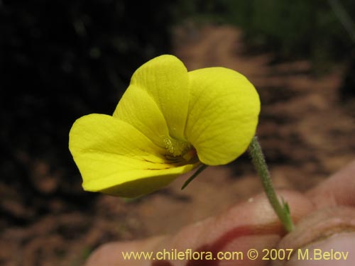 Image of Viola maculata (Violeta amarilla). Click to enlarge parts of image.