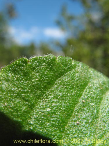 Image of Viola maculata (Violeta amarilla). Click to enlarge parts of image.