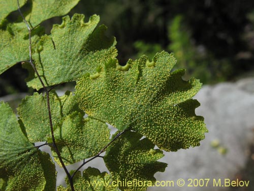 Bild von Adiantum sulphureum (). Klicken Sie, um den Ausschnitt zu vergrössern.