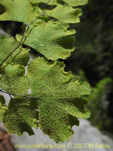 Bild von Adiantum sulphureum (). Klicken Sie, um den Ausschnitt zu vergrössern.