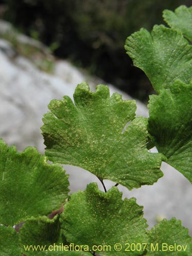 Bild von Adiantum sulphureum (). Klicken Sie, um den Ausschnitt zu vergrössern.