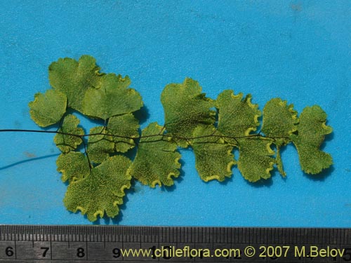 Image of Adiantum sulphureum (). Click to enlarge parts of image.