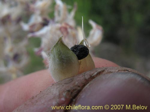 Imágen de Fabaceae sp. #2454 (). Haga un clic para aumentar parte de imágen.