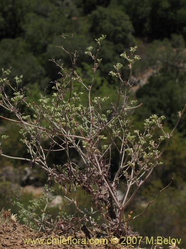 Imágen de Planta no identificada sp. #1830 (). Haga un clic para aumentar parte de imágen.