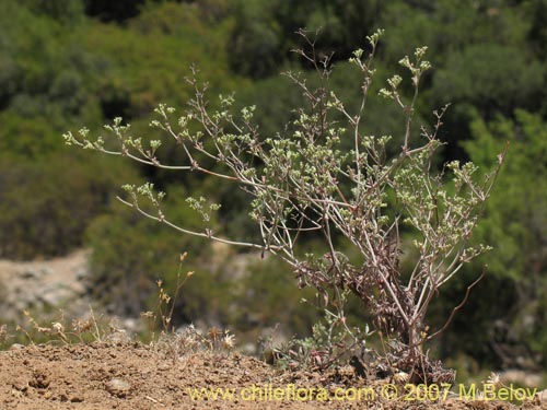 Image of Unidentified Plant sp. #1830 (). Click to enlarge parts of image.