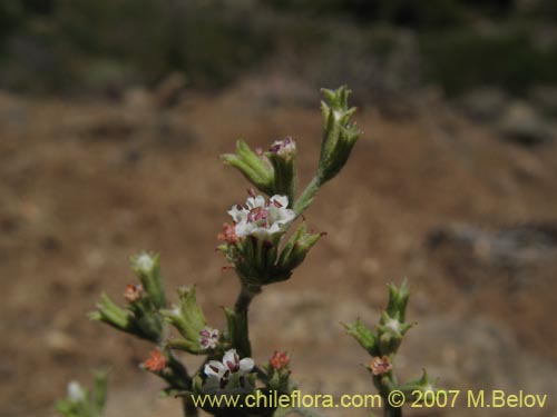 Imágen de Planta no identificada sp. #1830 (). Haga un clic para aumentar parte de imágen.