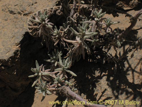 Image of Unidentified Plant sp. #1830 (). Click to enlarge parts of image.