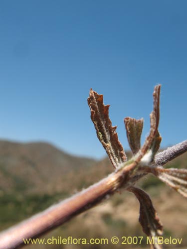 Image of Unidentified Plant sp. #1830 (). Click to enlarge parts of image.