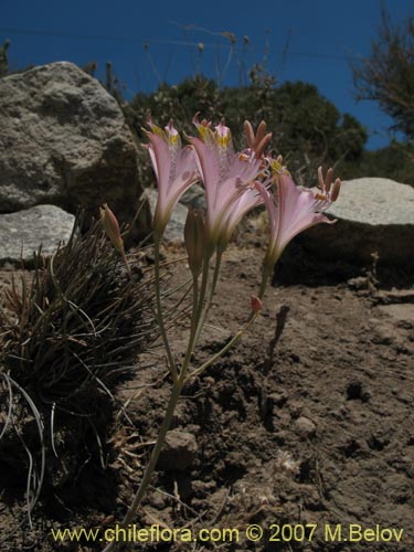 Bild von Alstroemeria angustifolia (). Klicken Sie, um den Ausschnitt zu vergrössern.