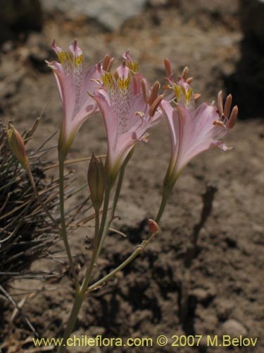 Фотография Alstroemeria angustifolia (). Щелкните, чтобы увеличить вырез.