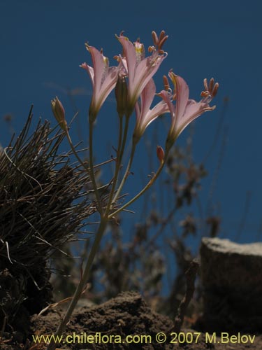 Bild von Alstroemeria angustifolia (). Klicken Sie, um den Ausschnitt zu vergrössern.