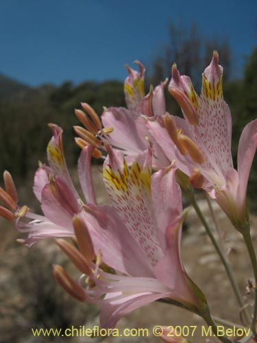 Imágen de Alstroemeria angustifolia (). Haga un clic para aumentar parte de imágen.