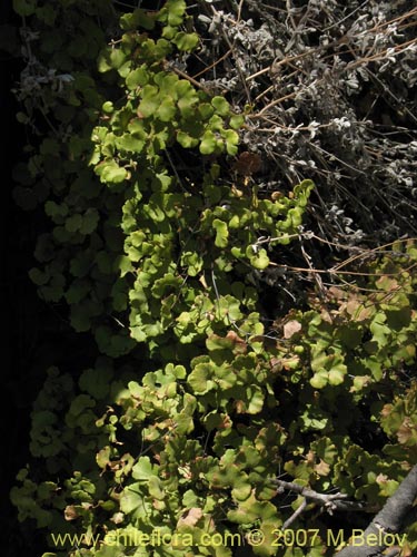 Image of Adiantum sulphureum (). Click to enlarge parts of image.