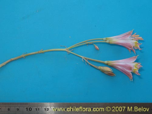 Bild von Alstroemeria angustifolia (). Klicken Sie, um den Ausschnitt zu vergrössern.