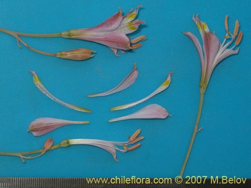 Imágen de Alstroemeria angustifolia (). Haga un clic para aumentar parte de imágen.