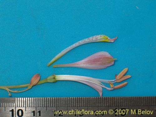 Im�gen de Alstroemeria angustifolia ()